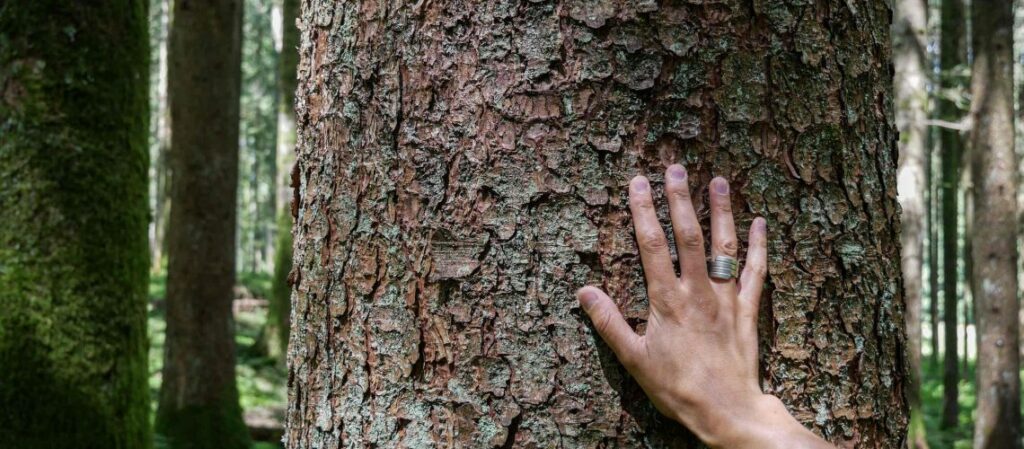 Perchè gli alberi sono importanti?