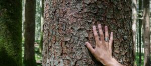 Perchè gli alberi sono importanti?