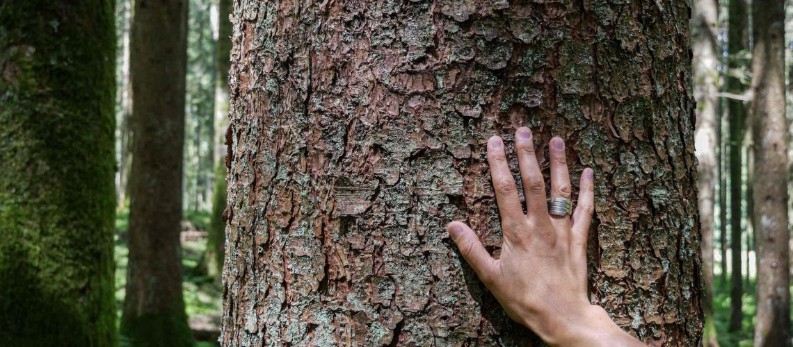 Perchè gli alberi sono importanti?