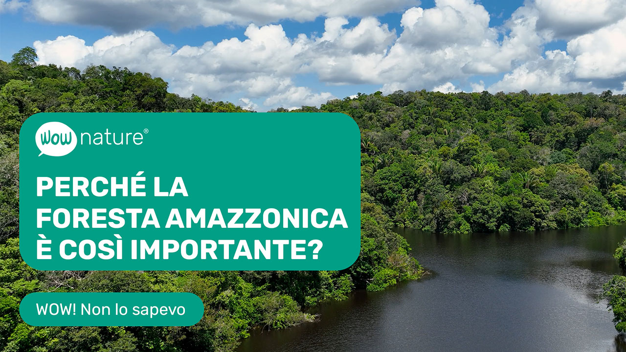 Perché la foresta amazzonica è così importante?