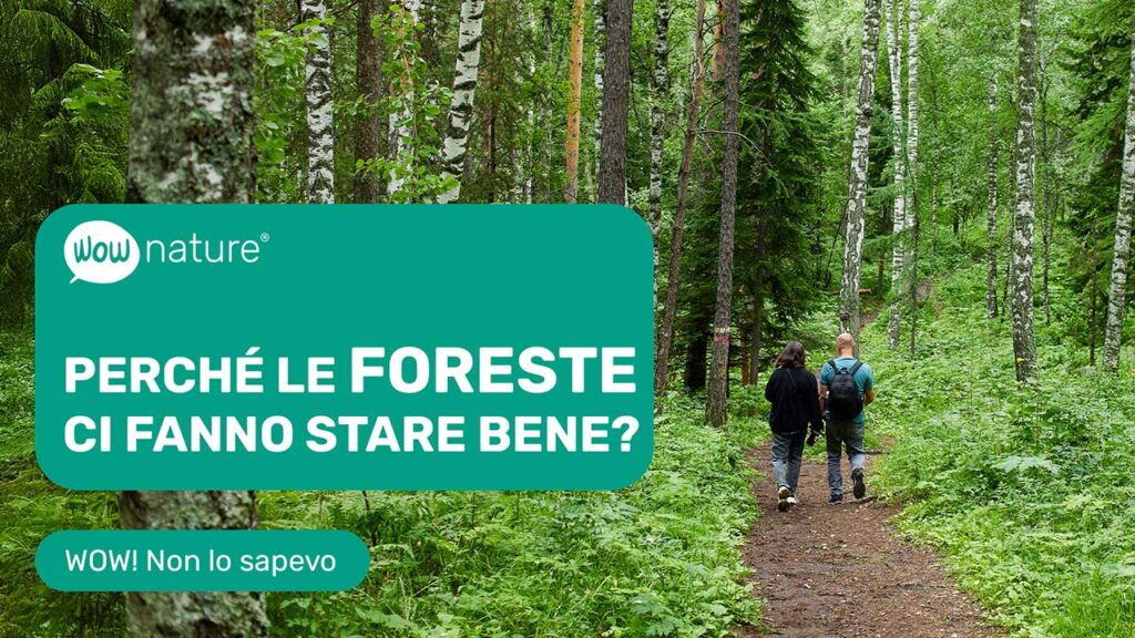 Perché le foreste ci fanno stare bene?