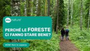 Perché le foreste ci fanno stare bene?