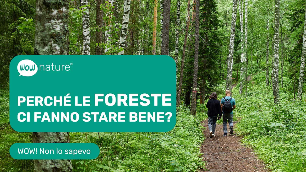 Perché le foreste ci fanno stare bene?