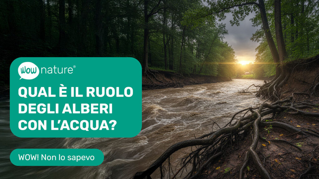 Qual è il ruolo degli alberi con l’acqua?