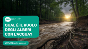 Qual è il ruolo degli alberi con l’acqua?