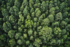 foresta