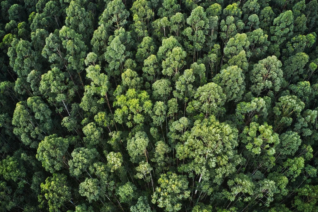 WOWnature: Leader italiano nella campagna Europea “3 Billion Trees”