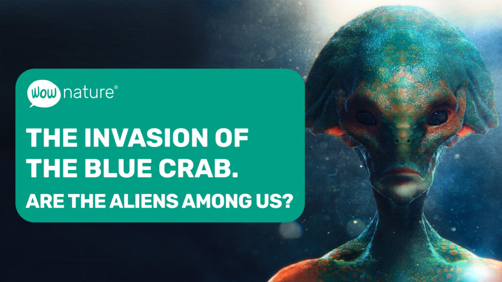Blue crab invasion: are aliens among us?