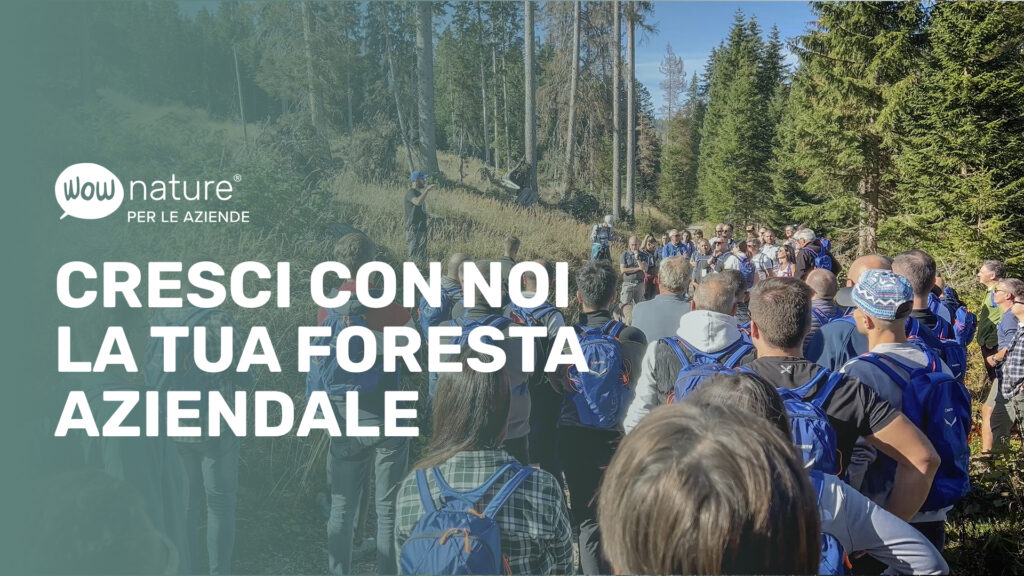 Cresci una foresta aziendale con WOWnature. Inizia un percorso di responsabilità sociale d’impresa.