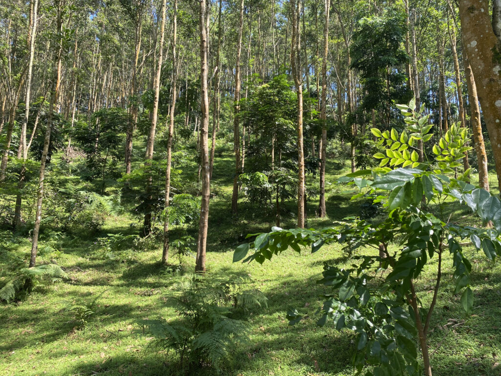 Foresta di Ferro