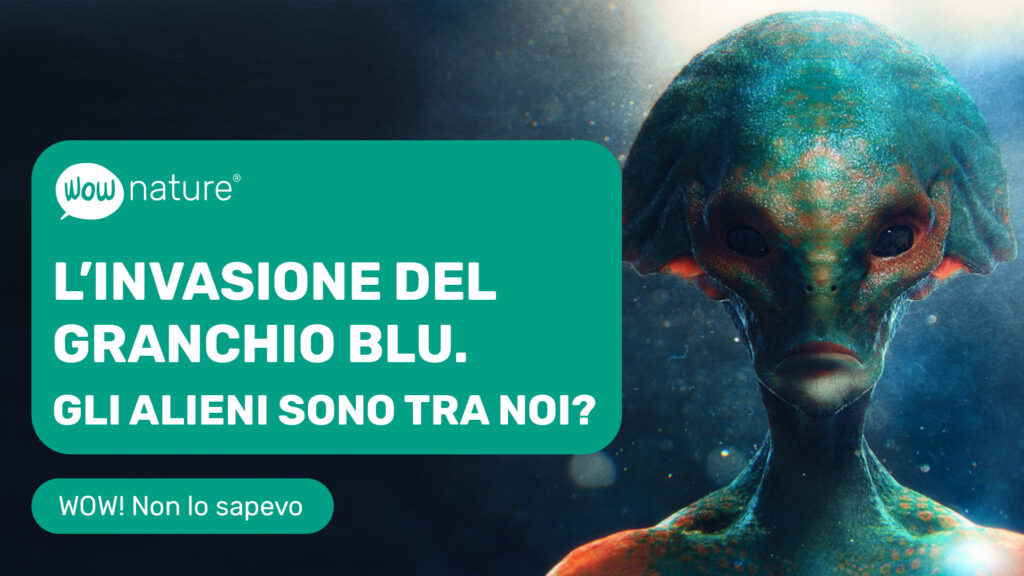 Invasione del granchio blu: gli alieni sono tra noi?