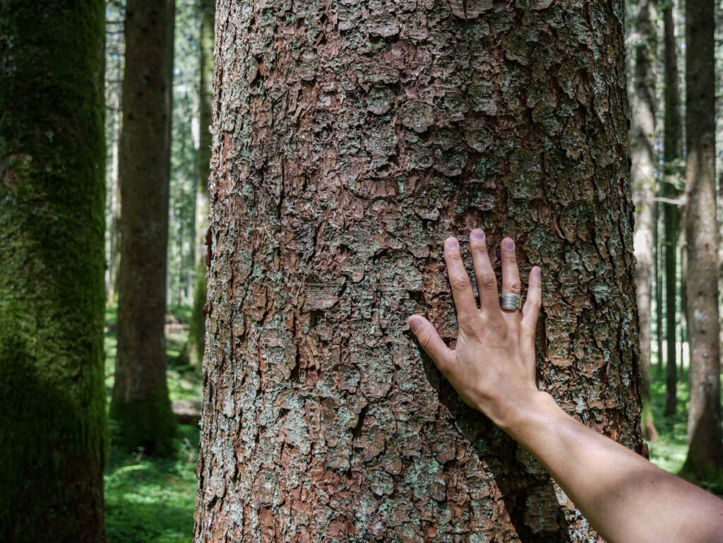 Why are the trees important?