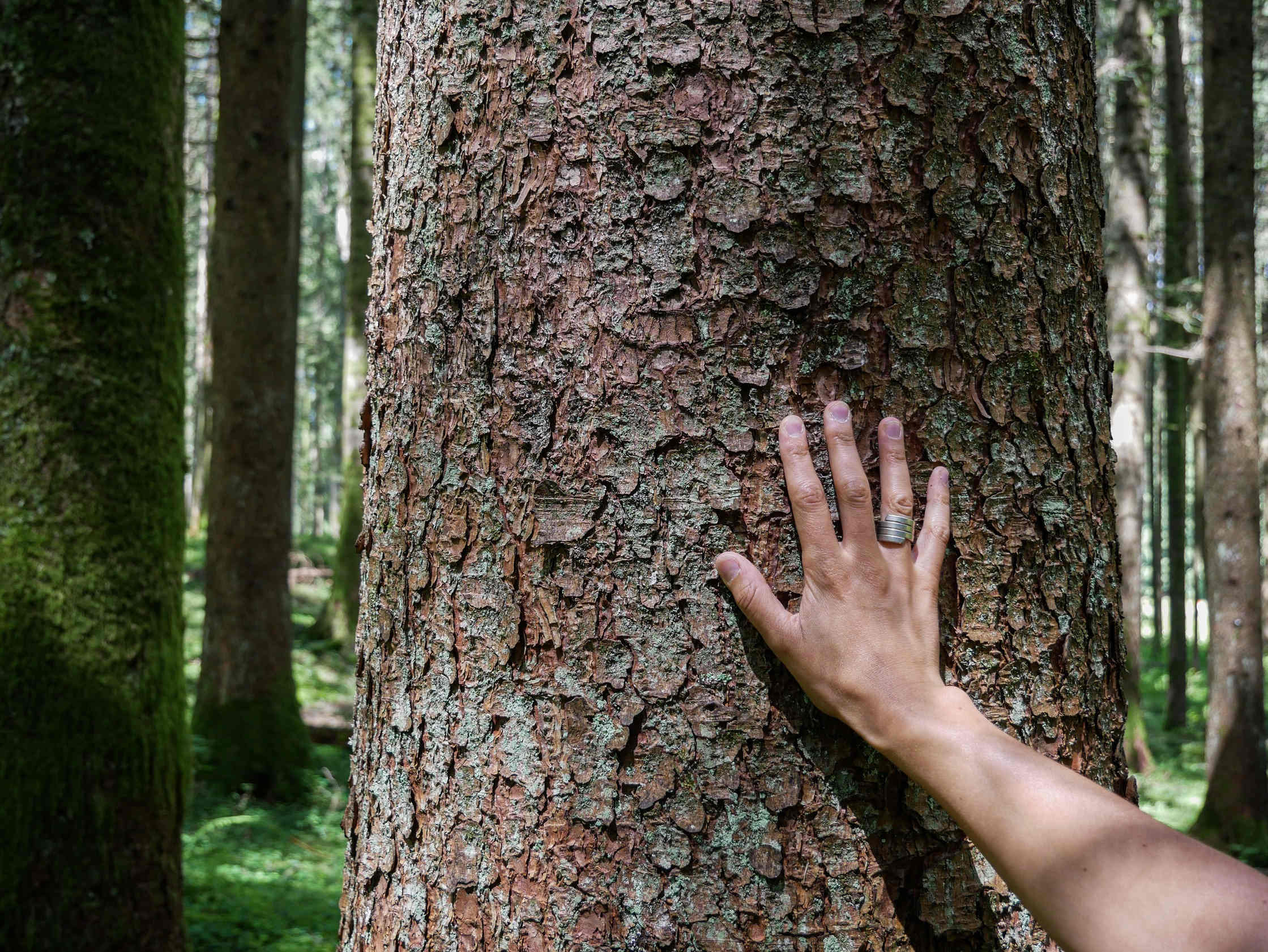 Why are the trees important?