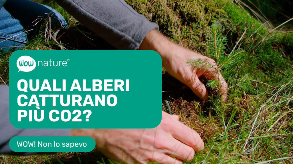 Quali alberi catturano più CO2?