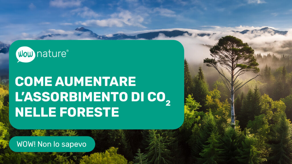 Come aumentare l’assorbimento di CO2 nelle foreste