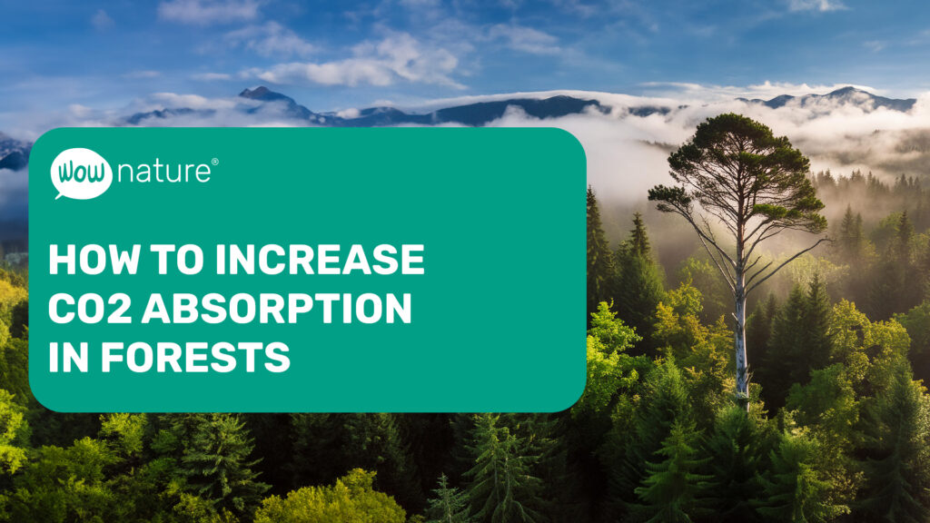 How to increase CO2 storage in forests