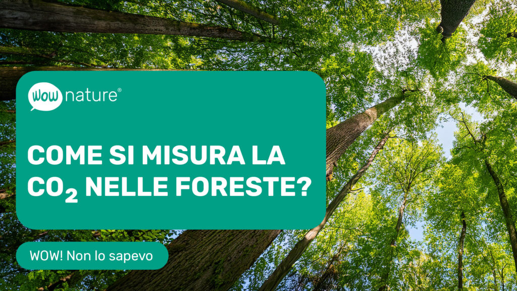 Come si misura quanta co2 assorbe una foresta