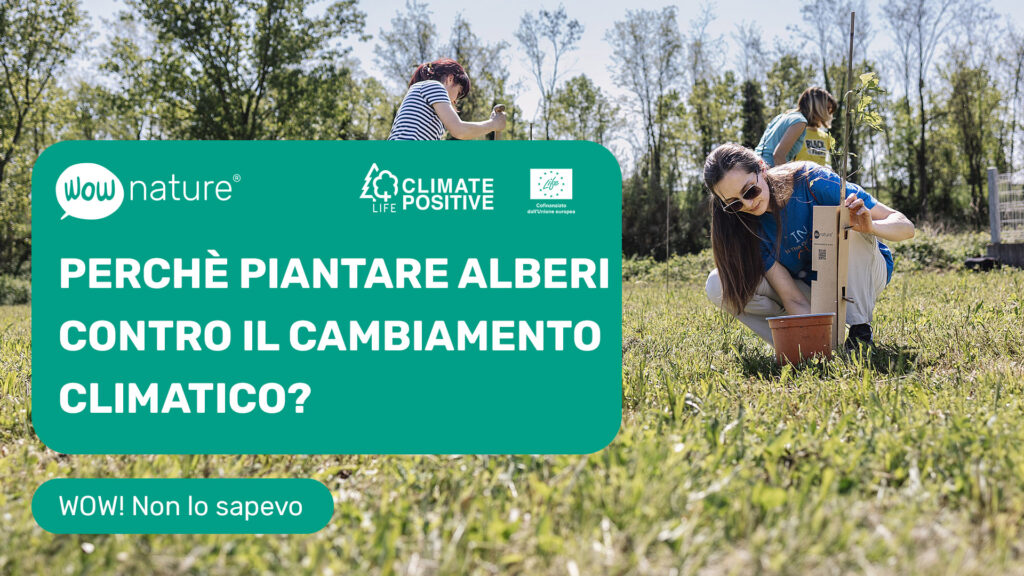 Perché piantare alberi contro il cambiamento climatico?