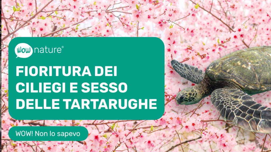 L’impatto del riscaldamento globale sulla fioritura dei ciliegi e le tartarughe marine
