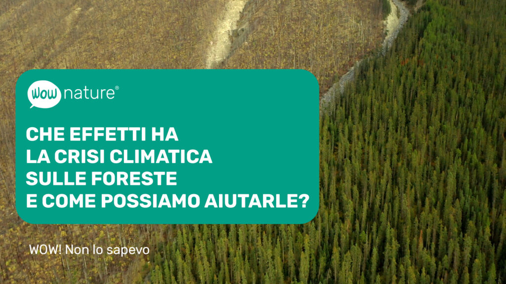 The effects of climate crisis on forests