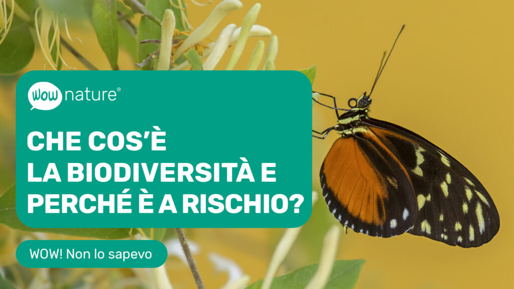 Che cos’è la biodiversità