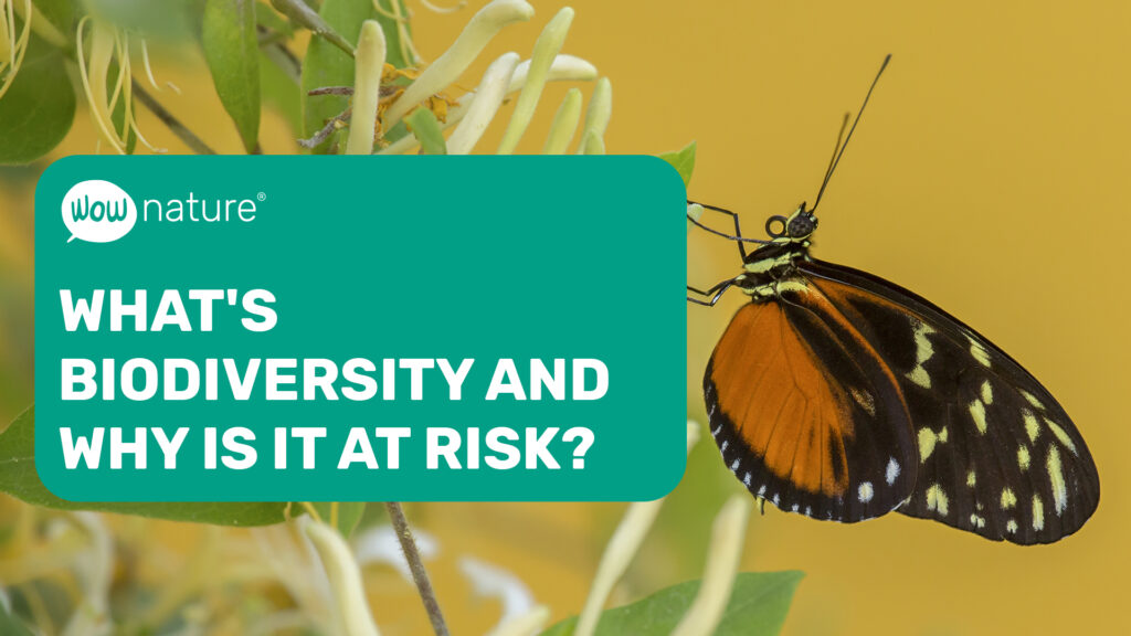 What is biodiversity?