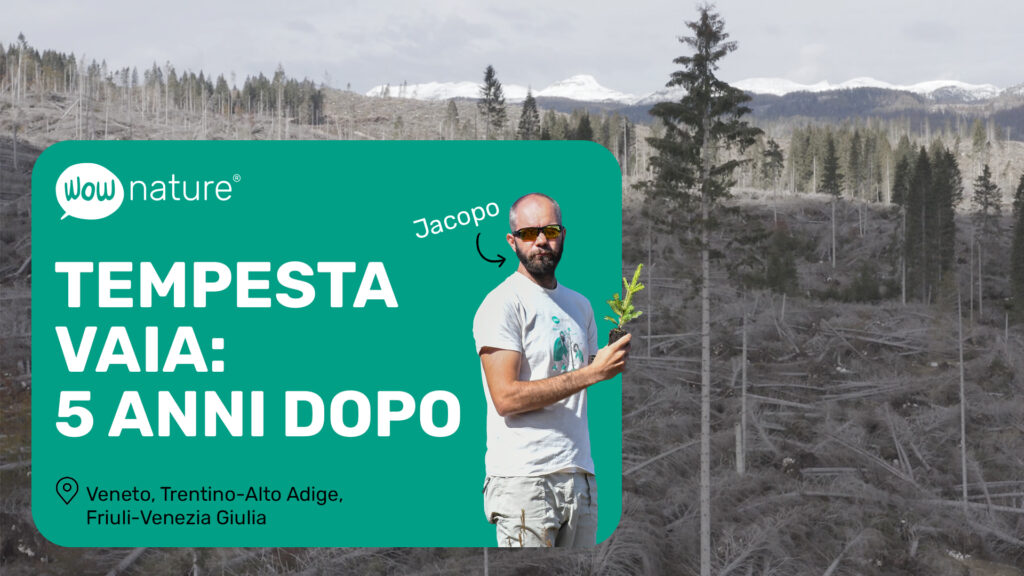 Tempesta Vaia: 5 anni dopo