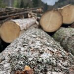 Into the WOW - explore and protect Fiemme Valley, June 2023