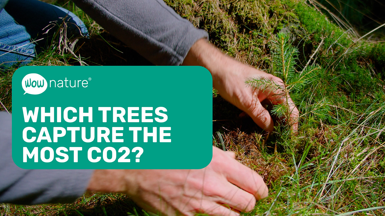 Which trees capture the most CO2?