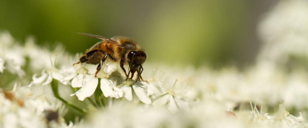 Emergenza api e insetti impollinatori