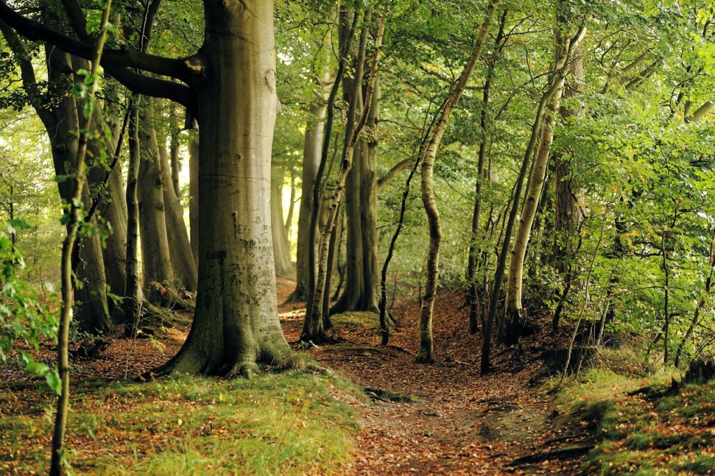 Scopri le foreste più antiche in Italia