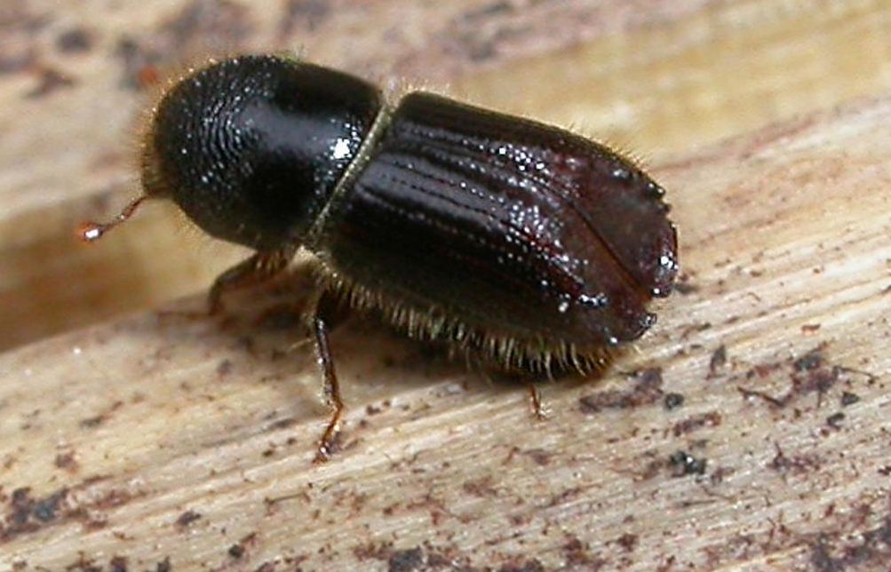 Bark beetle: a pest is being fought in forests affected by Vaia