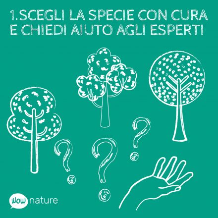 4 cose da ricordare quando decidi di piantare un albero