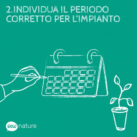 4 cose da ricordare quando decidi di piantare un albero
