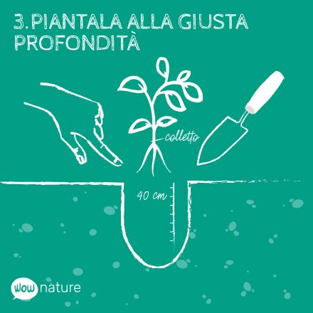 4 cose da ricordare quando decidi di piantare un albero