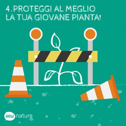 4 cose da ricordare quando decidi di piantare un albero
