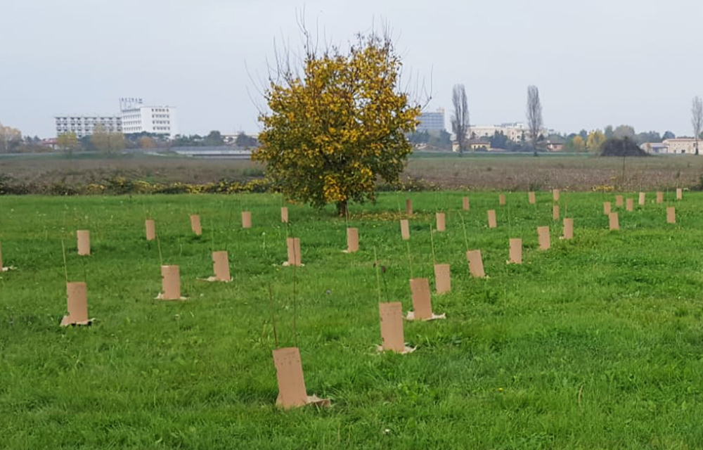 Come piantiamo in città