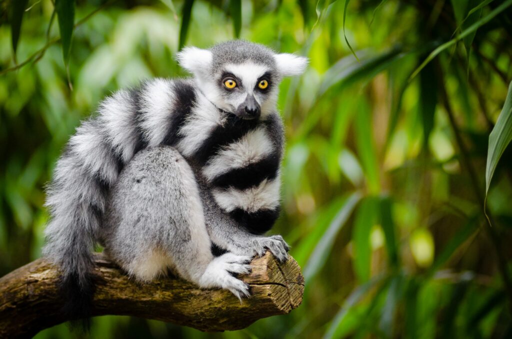 10 documentari sulla natura da vedere restando in casa