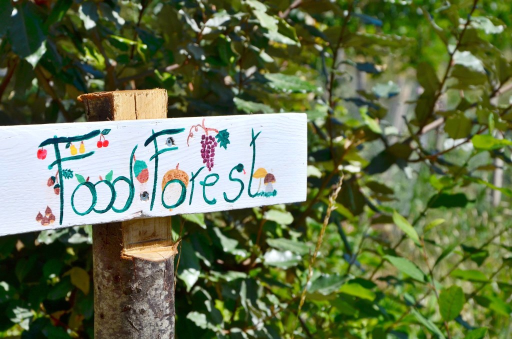 Food Forest: uno sguardo da vicino a questo nuovo modello di “foresta commestibile”