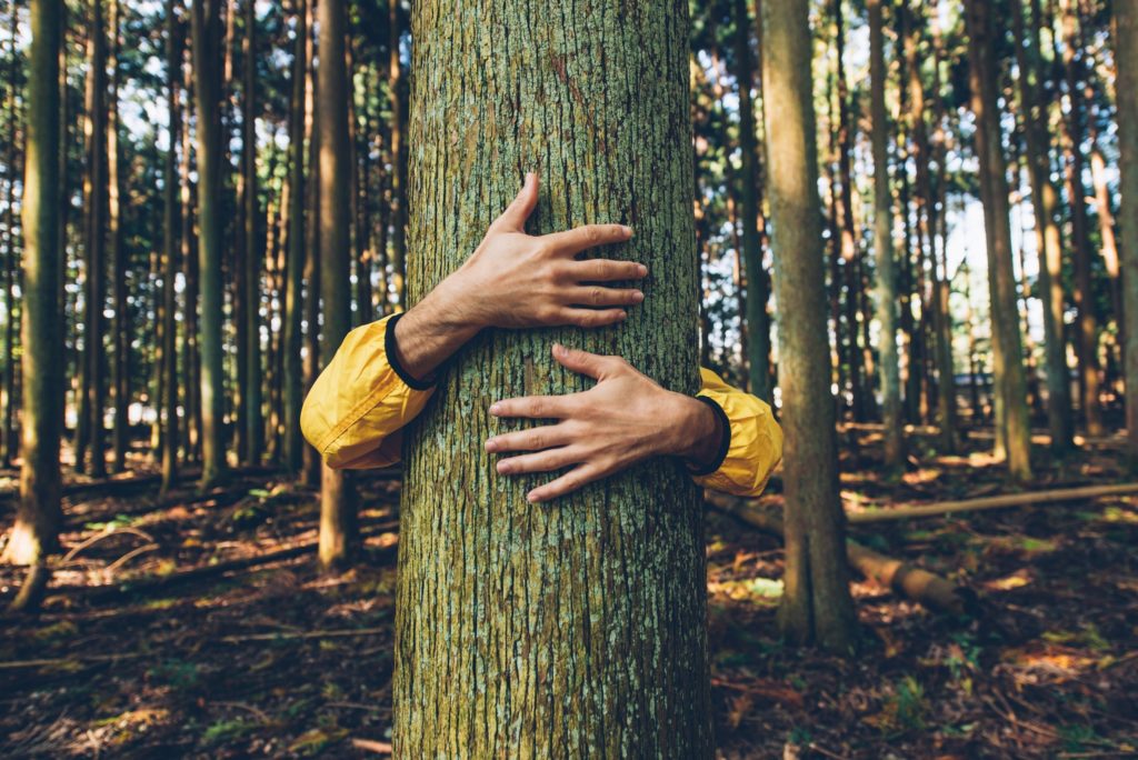 Forest Therapy Hub: salute e benessere basate su natura e foreste