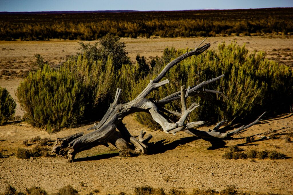 Foreste, alberi, acqua: la nostra vita sulla terra dipende da loro