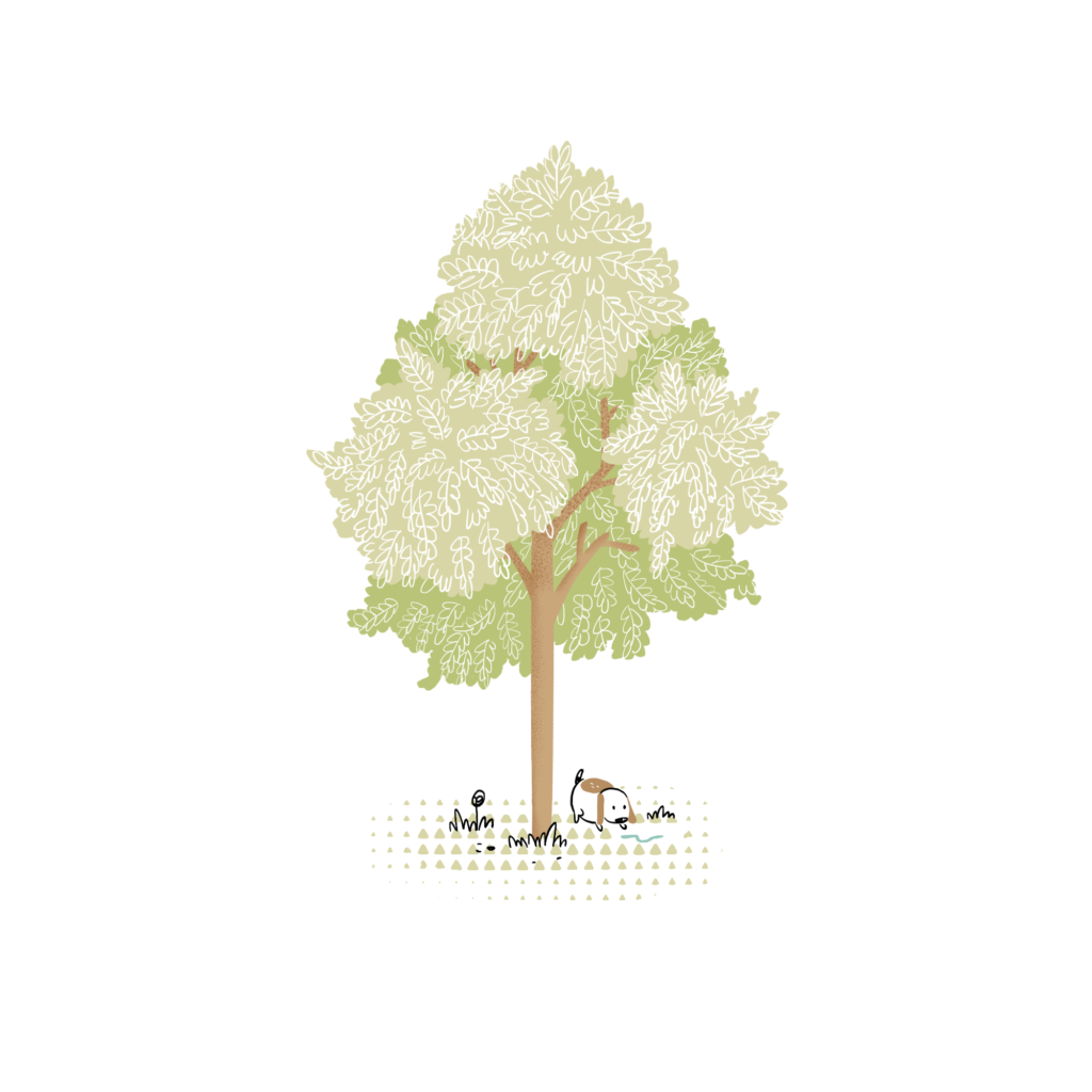 Illustrazione WOWnature di un albero di frassino