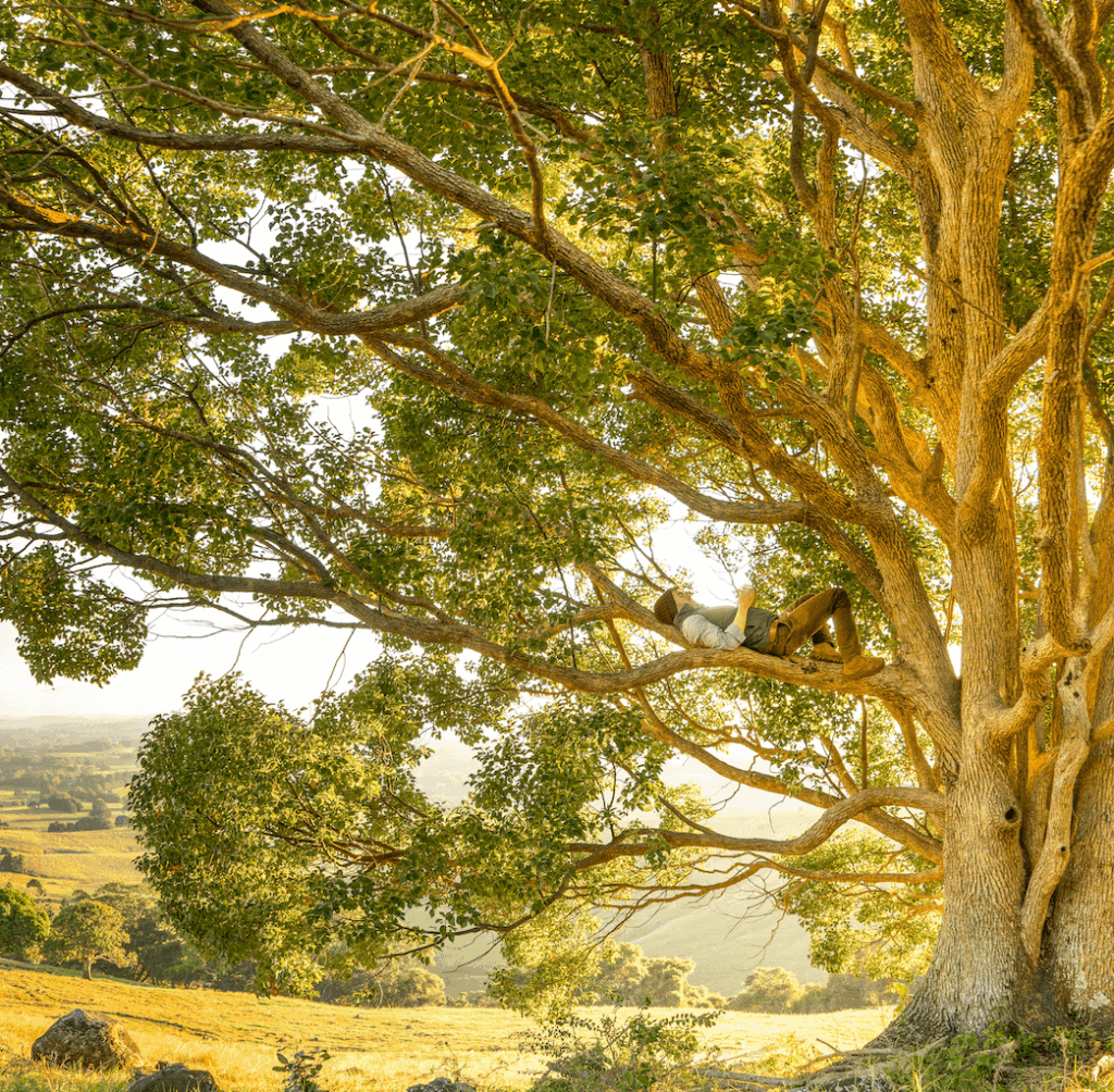 Giornata nazionale degli alberi: il 21 novembre si celebra l’amore ed il rispetto per gli alberi