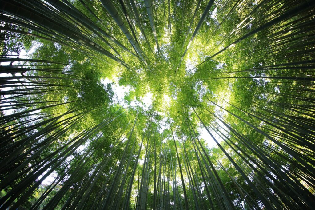 Forests in Italy: in 10 years the surface area has increased by 587 thousand hectares