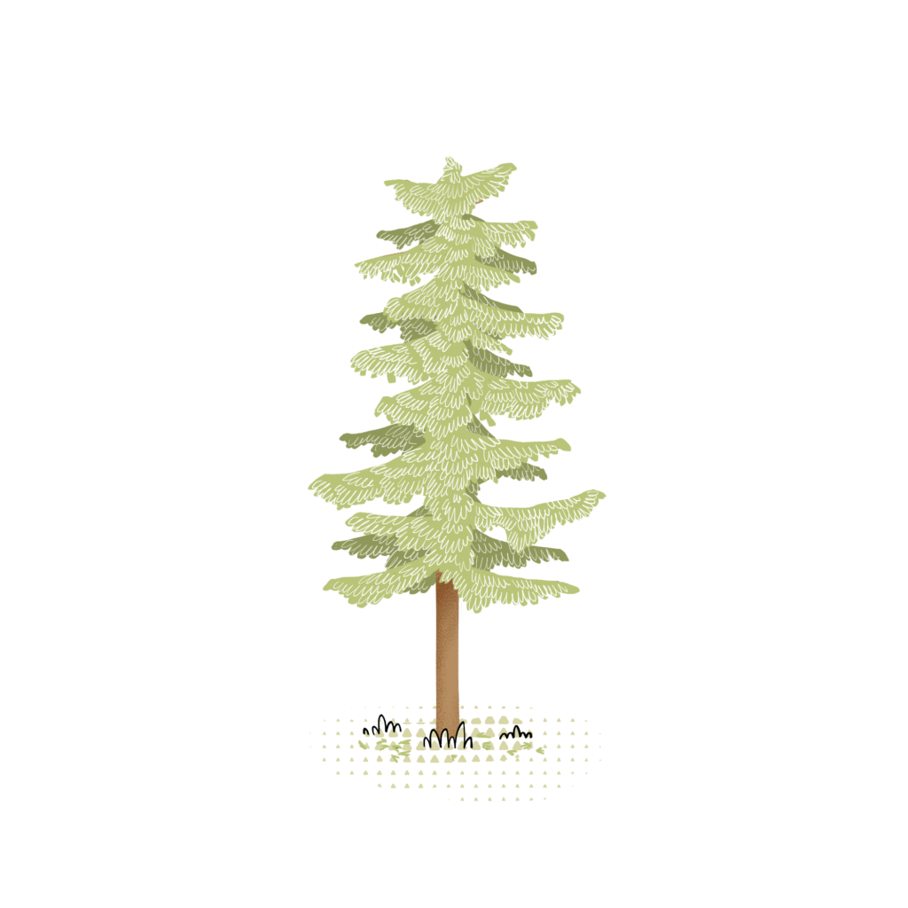 WOWnature illustration of a larch tree