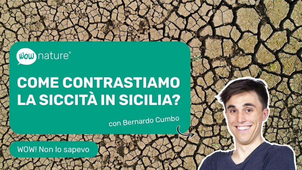 Emergenza siccità in Sicilia: come possono aiutarci gli alberi?