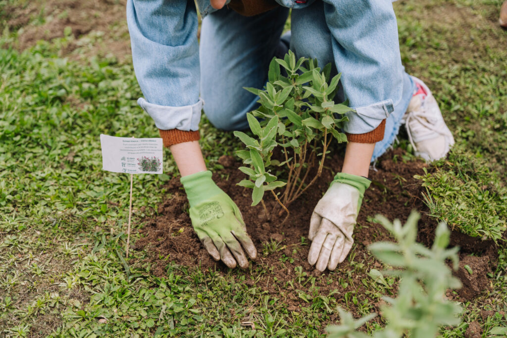 Perchè piantare alberi può fare la differenza?