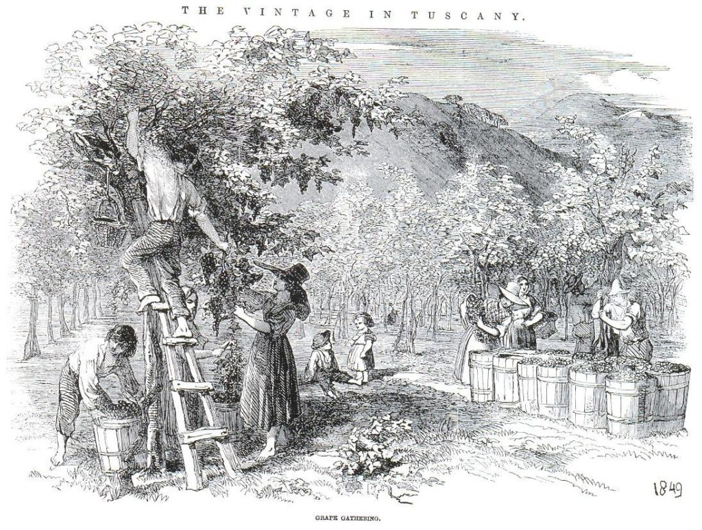 piantata-padana-toscana