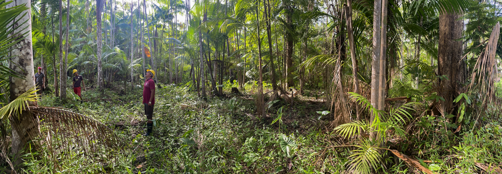 How to counter deforestation in the Amazon