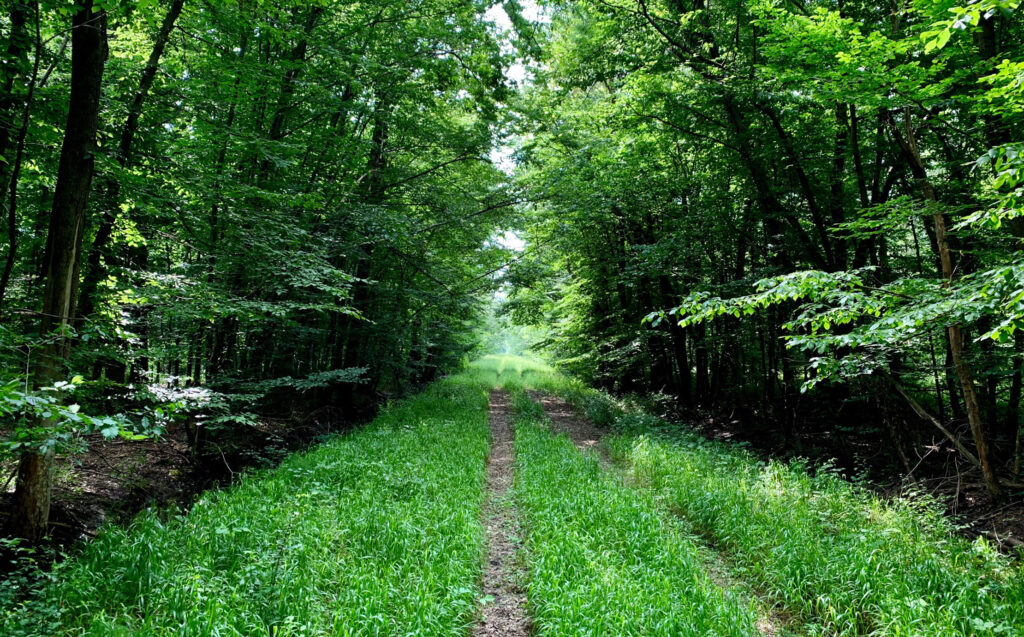 Bosco Sacile: dopo decenni l’antica foresta planiziale riapre al pubblico